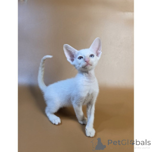 Photo №1. siamois - à vendre en ville de Ketteur | 350€ | Annonce № 174392