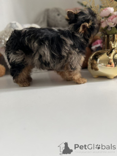 Photo №3. Adorables chiots yorkie à vendre, contactez WhatsApp Business 447450021323. Allemagne