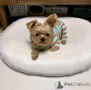 Photo №3. Rencontrez nos adorables chiots yorkshire de 10 semaines contactez WhatsApp. La finlande