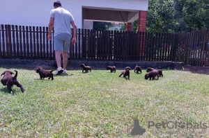 Photos supplémentaires: Labrador Retriever, litière brun chocolat