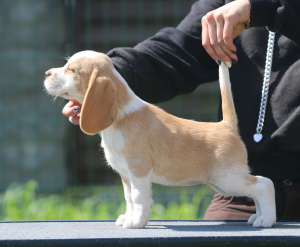 Photo №1. beagle - à vendre en ville de Minsk | 638€ | Annonce №2898