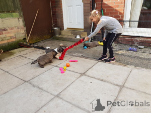 Photo №4. Je vais vendre berger du caucase en ville de Copenvague. annonce privée, éleveur - prix - 750€