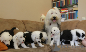 Photos supplémentaires: Les chiots Old English Sheepdog