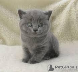 Photo №3. Chatons British Shorthair Business WhatsApp 37256062792. La finlande