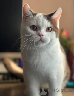 Photo №1. british shorthair - à vendre en ville de Asch | négocié | Annonce № 155692