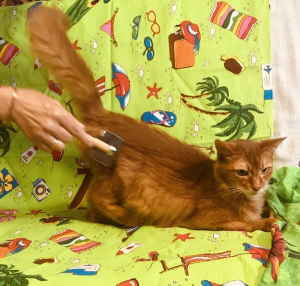 Photo №2 de l'annonce № 7100 de la vente chat de gouttière - acheter à Fédération de Russie annonce privée