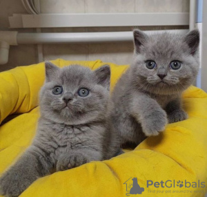 Photo №1. british shorthair - à vendre en ville de Verona | négocié | Annonce № 122120