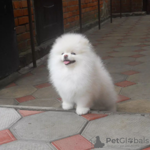 Photo №3. Chiots Spitz de Poméranie,. Allemagne