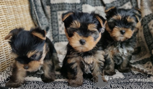 Photo №3. Chiots Yorkshire Terrier en bonne santé à adopter. Allemagne