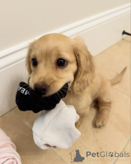 Photo №1. teckel - à vendre en ville de Munich | négocié | Annonce №144409