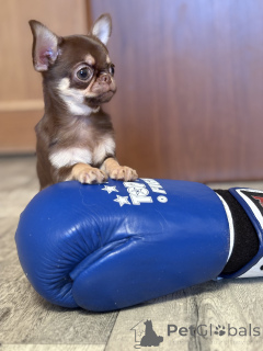 Photo №1. chihuahua - à vendre en ville de Minsk | 700€ | Annonce №165368