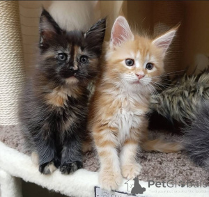 Photo №3. Sibirische Kätzchen zu adoptieren.. Allemagne