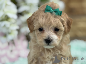 Photo №1. maltipu - à vendre en ville de Lauterbach (Hessen) | 900€ | Annonce №150165