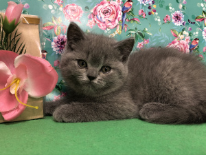 Photo №2 de l'annonce № 6170 de la vente british shorthair - acheter à Fédération de Russie de la fourrière, éleveur