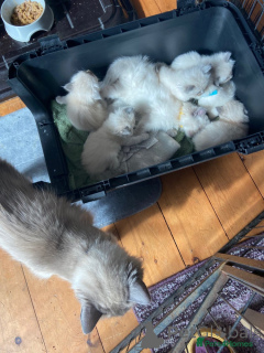 Photo №2 de l'annonce № 148561 de la vente ragdoll - acheter à Allemagne éleveur