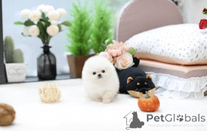 Photo №1. spitz nain - à vendre en ville de Washington | 678€ | Annonce №167869