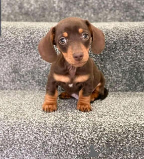 Photo №1. teckel - à vendre en ville de Флорида Сити | 1063€ | Annonce №138953