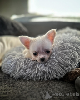 Photo №4. Je vais vendre chihuahua en ville de Edmonton. éleveur - prix - 275€
