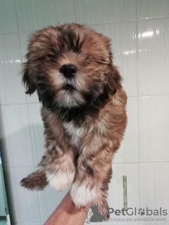 Photo №2 de l'annonce № 76338 de la vente shih tzu - acheter à Lituanie annonce privée, de la fourrière, éleveur