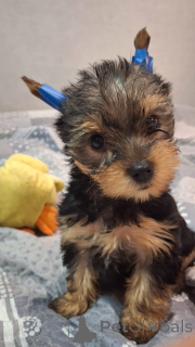 Photo №2 de l'annonce № 135891 de la vente biewer yorkshire terrier, yorkshire terrier - acheter à Lituanie annonce privée, de la fourrière