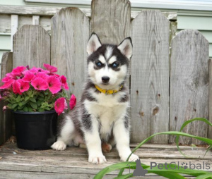 Photo №1. husky de sibérie - à vendre en ville de Berlin | négocié | Annonce №169209