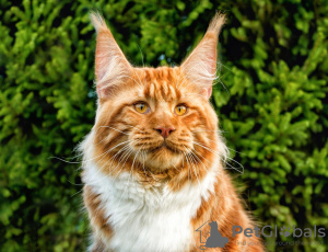 Photo №1. maine coon - à vendre en ville de Carolina Beach | 663€ | Annonce № 80350