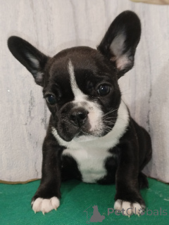 Photo №3. Chiots bouledogue français. Biélorussie