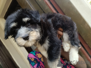 Photo №4. Je vais vendre lhassa apso en ville de Huachi Chico. annonce privée - prix - Gratuit