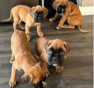 Photo №1. boxer - à vendre en ville de Helsinki | négocié | Annonce №174025