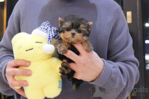 Photo №1. chien bâtard - à vendre en ville de Ohio | négocié | Annonce №163955