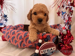 Photo №1. maltipu - à vendre en ville de Berlin | 900€ | Annonce №149824