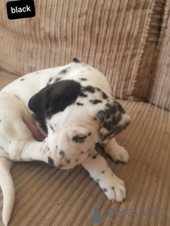 Photo №2 de l'annonce № 164865 de la vente dalmatien - acheter à Belgique annonce privée, éleveur