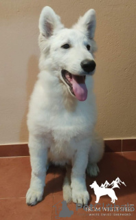 Photos supplémentaires: Berger blanc suisse