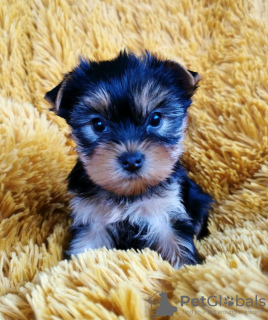 Photo №1. yorkshire terrier - à vendre en ville de Франкфурт-на-Майне | 370€ | Annonce №121227