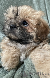 Photo №1. shih tzu - à vendre en ville de Daytona Beach | 339€ | Annonce №163982