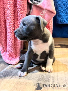 Photo №3. Chiot de race pure Staffordshire Bull Terrier, excellent compagnon. France