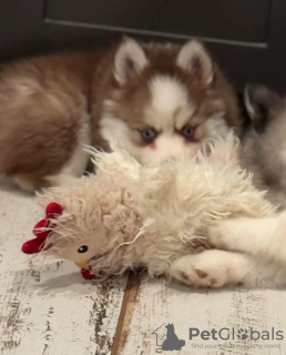 Photo №4. Je vais vendre spitz nain en ville de Амстердам. éleveur - prix - 350€