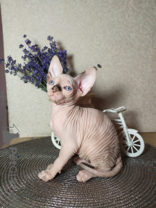 Photo №1. sphynx - à vendre en ville de Voronezh | 455€ | Annonce № 7509