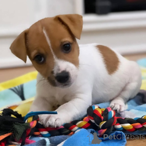 Photo №1. jack russell terrier - à vendre en ville de Aylesbury | négocié | Annonce №170491