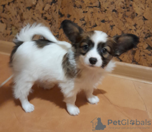 Photo №3. Chiots Papillon. Allemagne