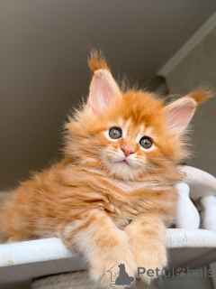 Photo №2 de l'annonce № 157771 de la vente maine coon - acheter à Pays Bas annonce privée