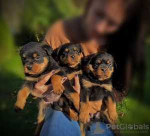 Photo №1. rottweiler - à vendre en ville de Гамбург | 350€ | Annonce №42255