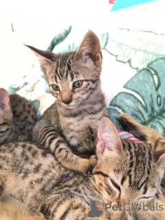 Photos supplémentaires: Chatons Savannah en bonne santé à adopter maintenant dans des foyers aimants