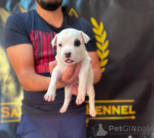 Photo №2 de l'annonce № 177661 de la vente american staffordshire terrier - acheter à Serbie 