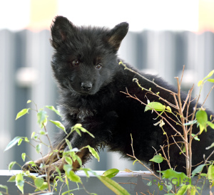 Photos supplémentaires: chiots berger allemand