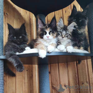 Photo №1. maine coon - à vendre en ville de Mobile | négocié | Annonce № 119972