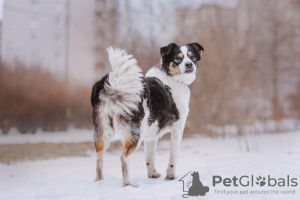 Photo №4. Je vais vendre chien bâtard en ville de Москва. annonce privée - prix - Gratuit