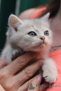 Photo №3. Chatons écossais. Biélorussie
