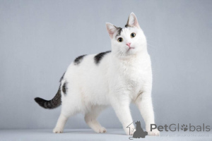 Photo №2 de l'annonce № 161803 de la vente  - acheter à Fédération de Russie de la fourrière