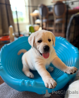 Photo №3. Adorables chiots Labrador enregistrés KC Prêt pour les maisons aimantes. La Grande-Bretagne